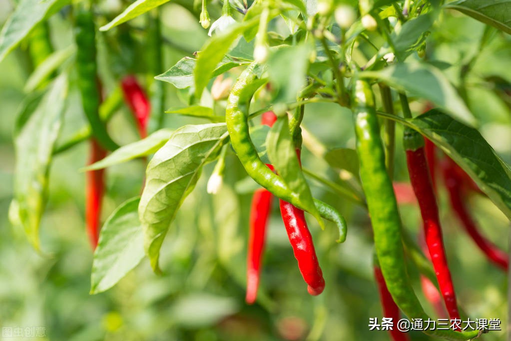 辣椒青枯病怎么得的,辣椒青枯病炭疽病用什么药