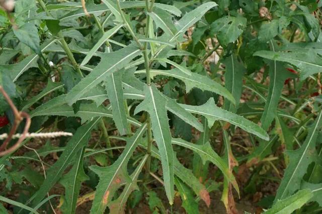 苦菜养胃护胃,苦菜虽苦但开花是香的