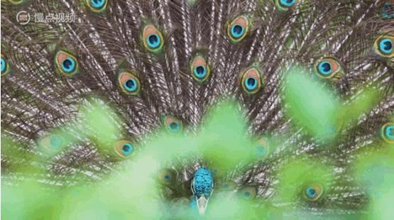 人类进化背后的万年相亲博弈:我们的祖先也爱酷哥