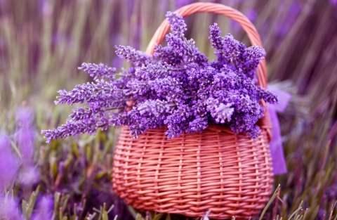 花果山芳香小镇,广州花果山芳香小镇门票多少