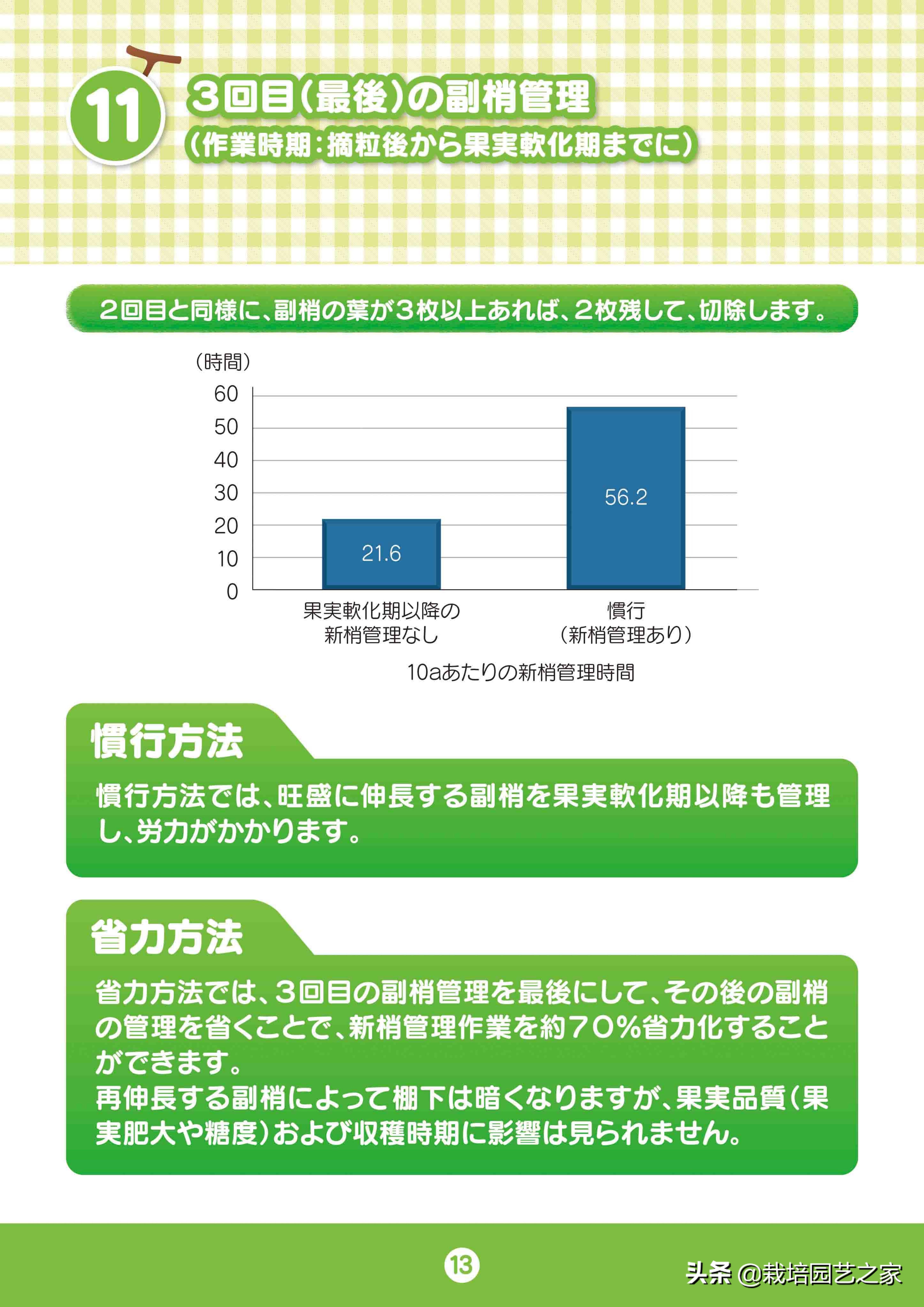 日本阳光玫瑰葡萄全教程,日本阳光玫瑰保果配方