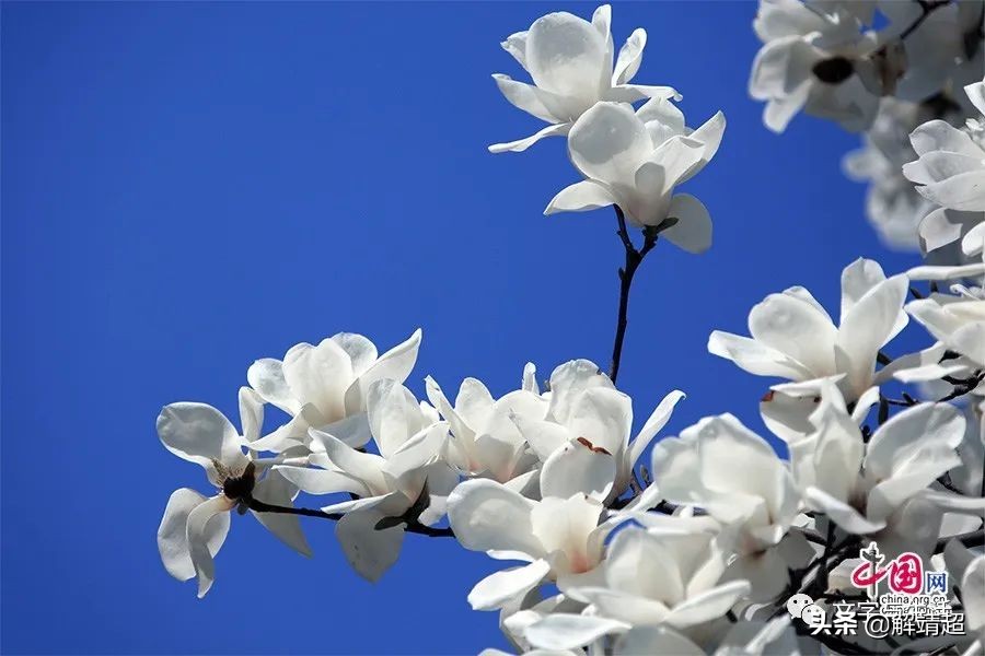 写玉兰散文,玉兰赋能