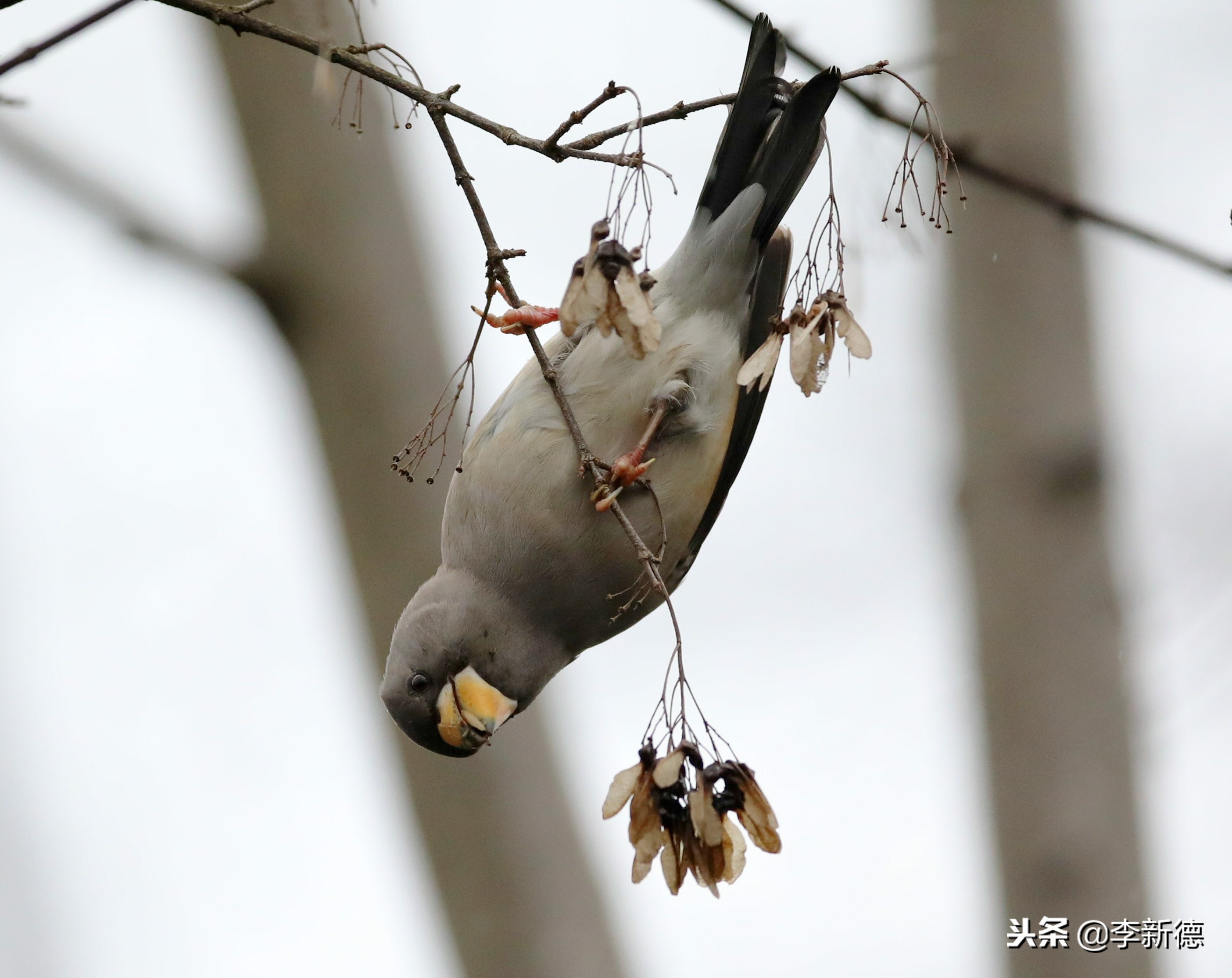 合肥望江西路蜀峰湾,合肥蜀峰湾有什么鸟