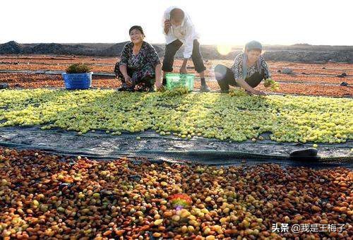 吃葡萄干要不要洗听果农们怎么说,葡萄干吃前一定要清洗吗