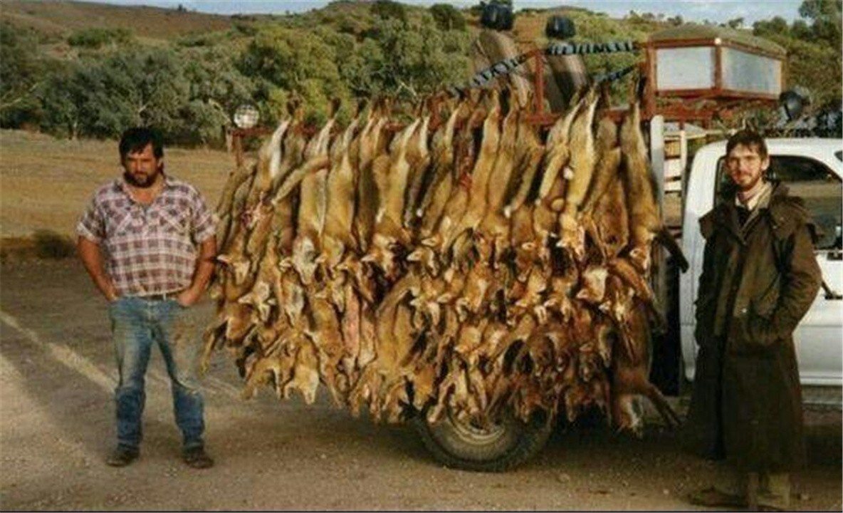 澳洲野兔泛滥成灾黑白视频,澳大利亚野兔繁衍成灾视频