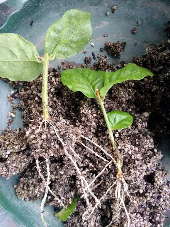 茉莉花长出白根可以扦插吗,茉莉花有白根枯杆还能返青吗