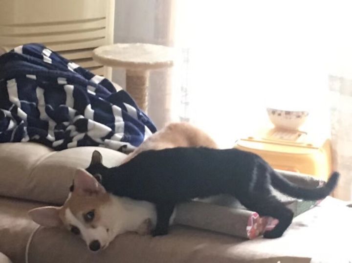 新手如何养博美犬,新手如何涂粉底