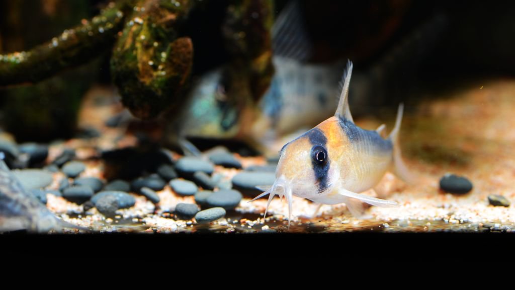 养鼠经验总结,鼠鱼的养殖方法和注意事项