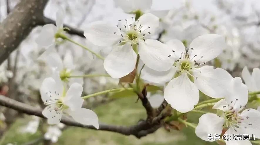 春天房山赏花的地方有哪些,房山赏花攻略