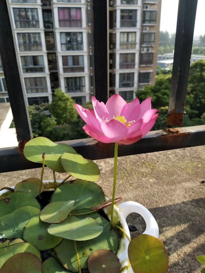 碗莲的种植方法详解图片大全,碗莲一年四季都可以种吗图片