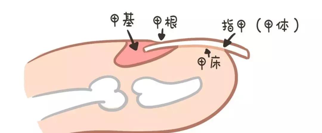 宝宝指甲月牙少有白点怎么回事,宝宝指甲出现空甲现象怎么办