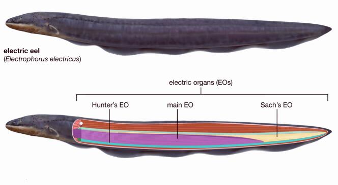 电鳗放电池为什么不会电到自己,电鳗的电是不是高压电