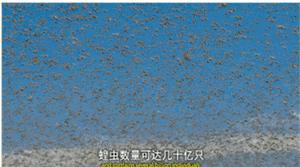 BBC最棒8部纪录片，强烈推荐孩子暑假看