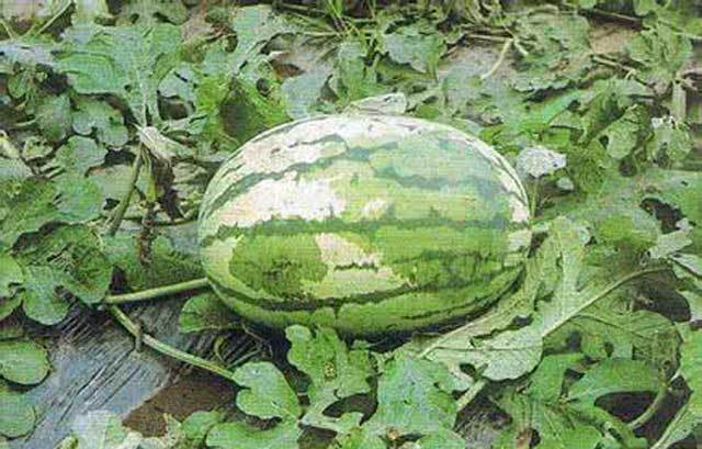 作物病害教你一分钟看懂炭疽病,农作物病虫害防治技术培训简讯