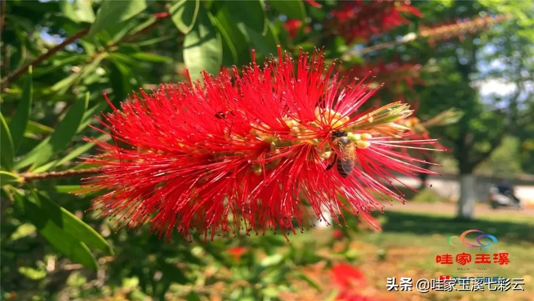 睡莲花开冬天,夏天睡莲开花了