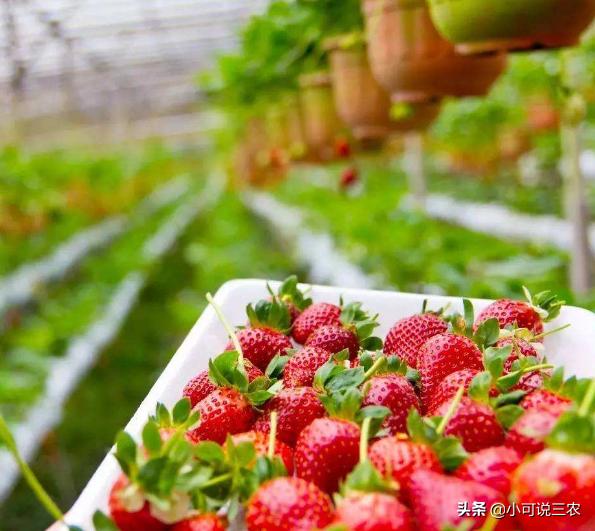 草莓种植裂口,种植草莓为何会出现烂草莓