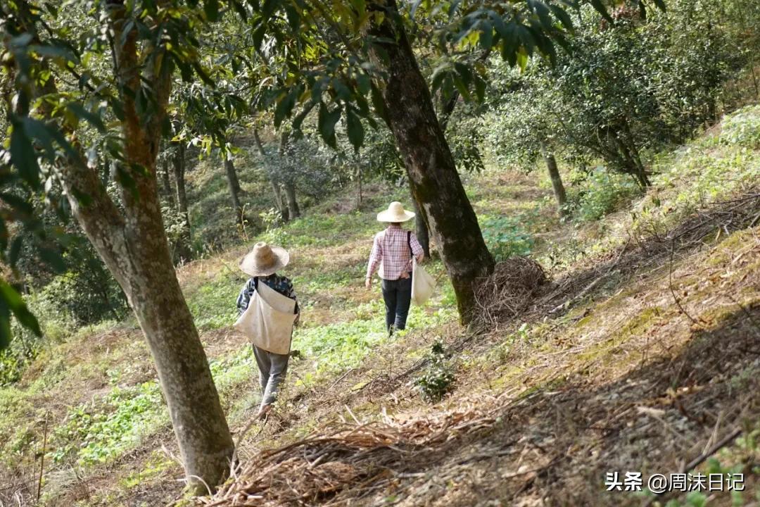 临安山核桃仁香浓软糯,酥香松脆核桃仁