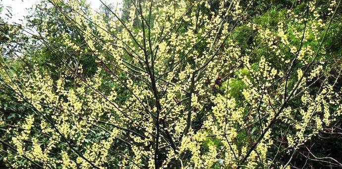 整合——28种青草药,赶快收藏备用!