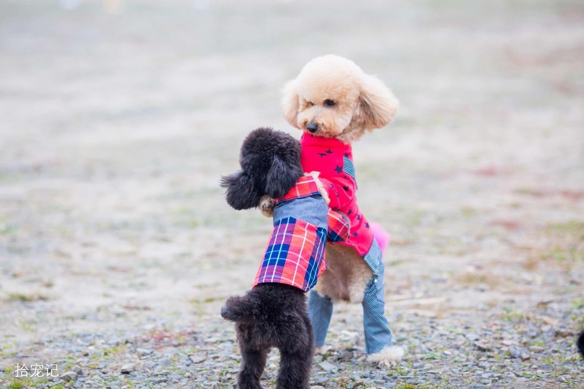 为什么泰迪犬那么多病,泰迪犬为什么会生四眼黑狗