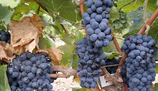 宁夏五宝的名称与用途,宁夏五宝改造