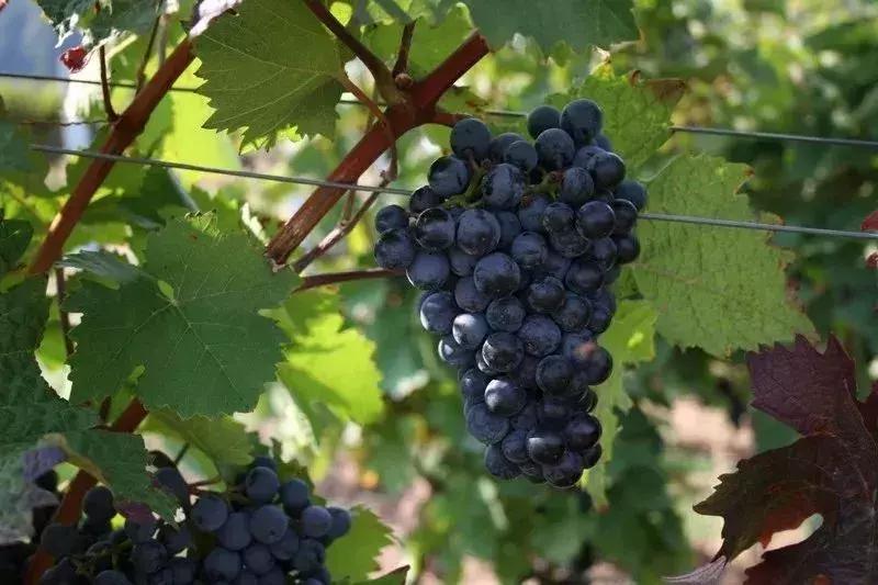 当葡萄遇到日落,当葡萄遇上白凉粉