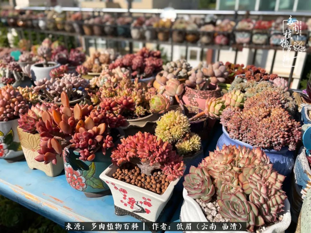 多肉植物百科如何投稿,感谢多肉植物百科的陪伴