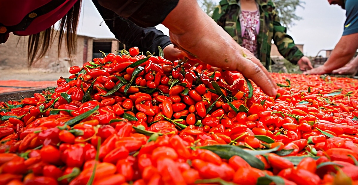 瓜州枸杞和宁夏枸杞的区别,青海枸杞和中宁枸杞区别