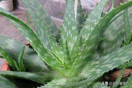 新房子客厅适合摆放的绿植吸甲醛,客厅什么盆栽好吸甲醛好养