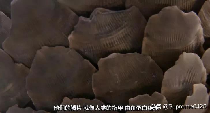 吃野生穿山甲的后果,吃了穿山甲会有什么法律后果