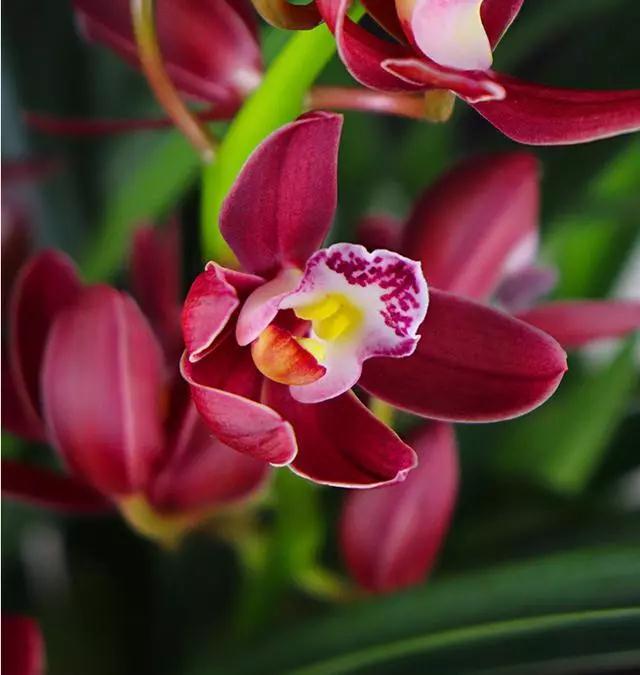 兰花香最迷人,香味最浓的兰花