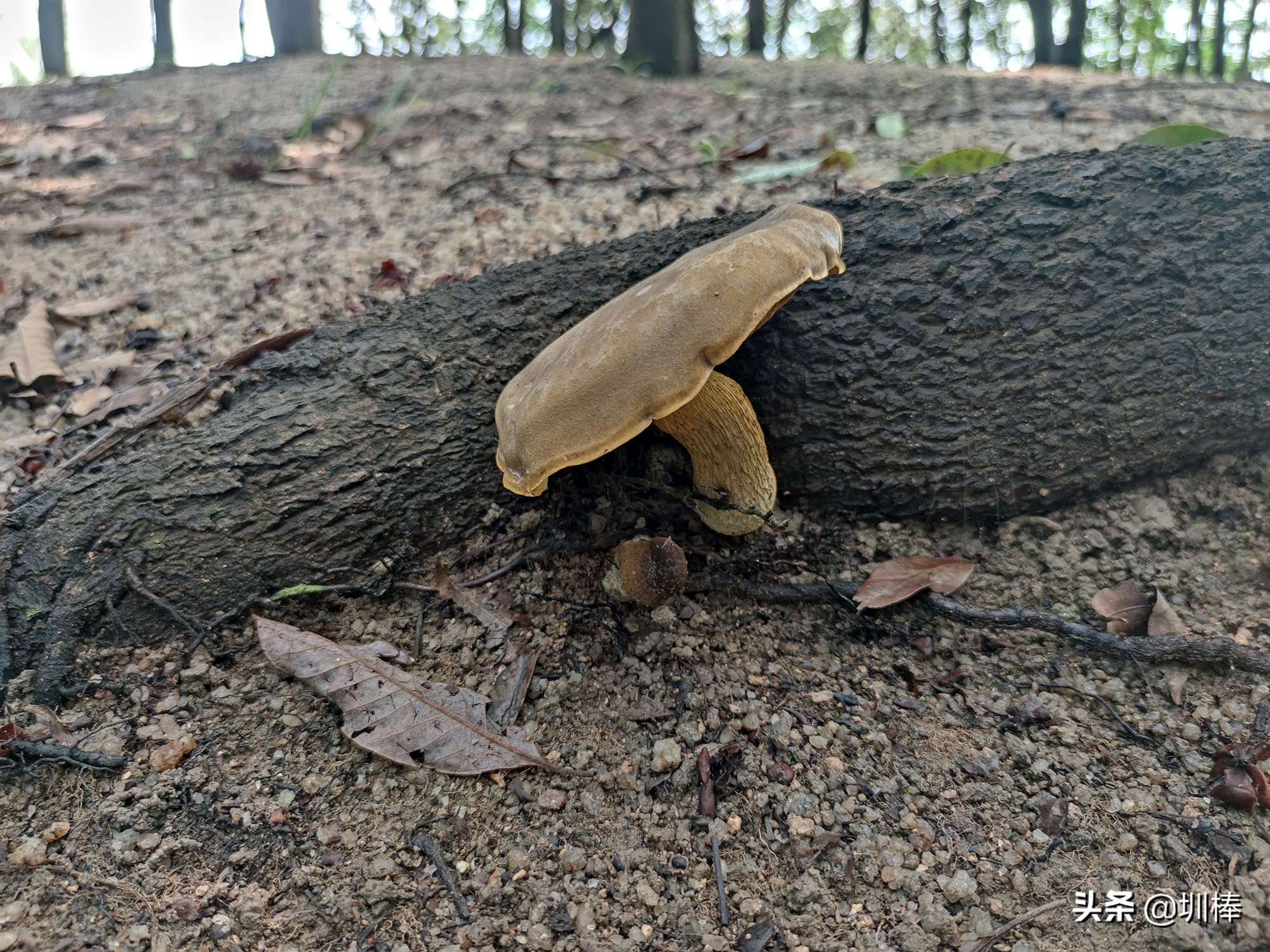 深圳最长的海岸线爬山攻略,凤凰山适合老人孩子的爬山攻略