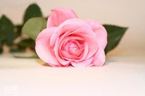 玫瑰为什么被视为爱情,玫瑰花花语及代表意义和象征