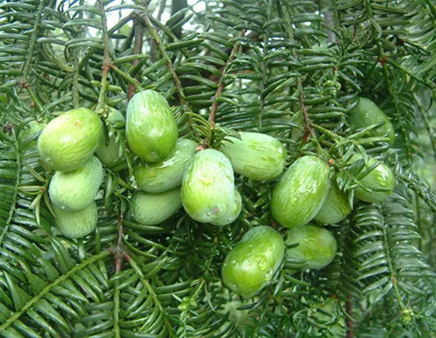 百种味道的果子,四季百种果子图片