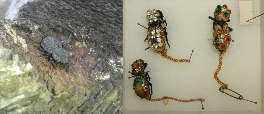 这种小虫凭借“头铁”登上《自然》，汽车都压不死它