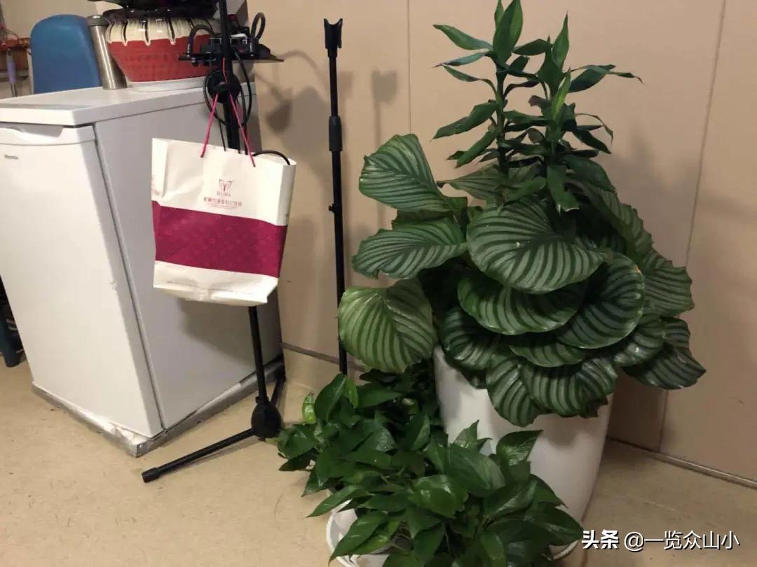 男排郑亮康复训练,中国男排郑亮比赛视频