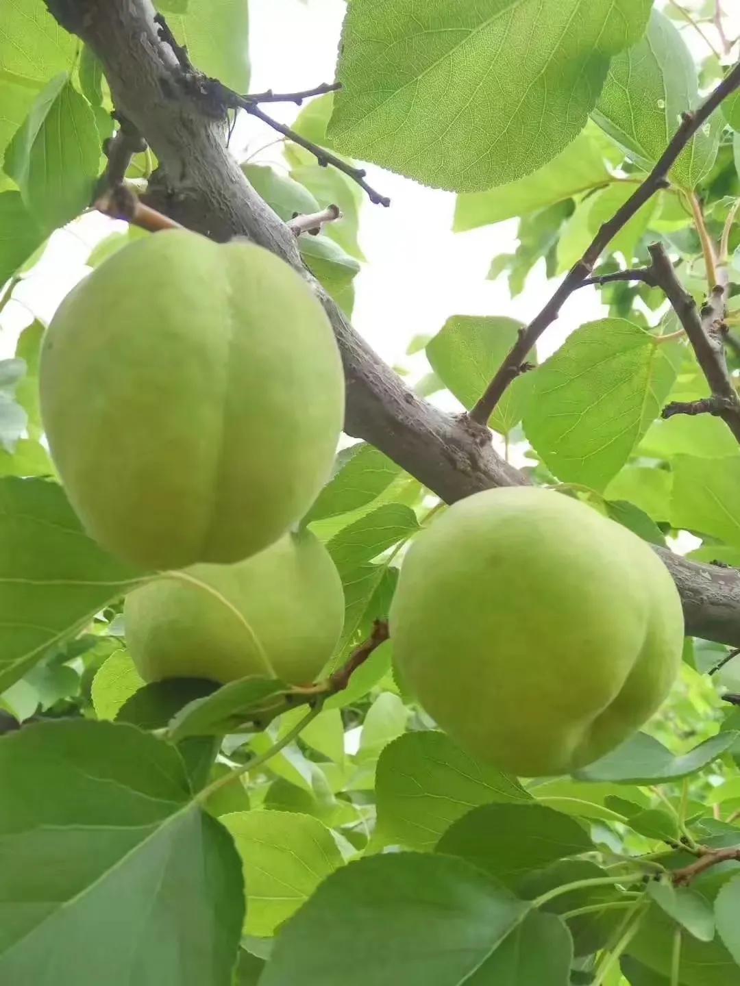 大同阳高杏几月熟,大同阳高大金杏