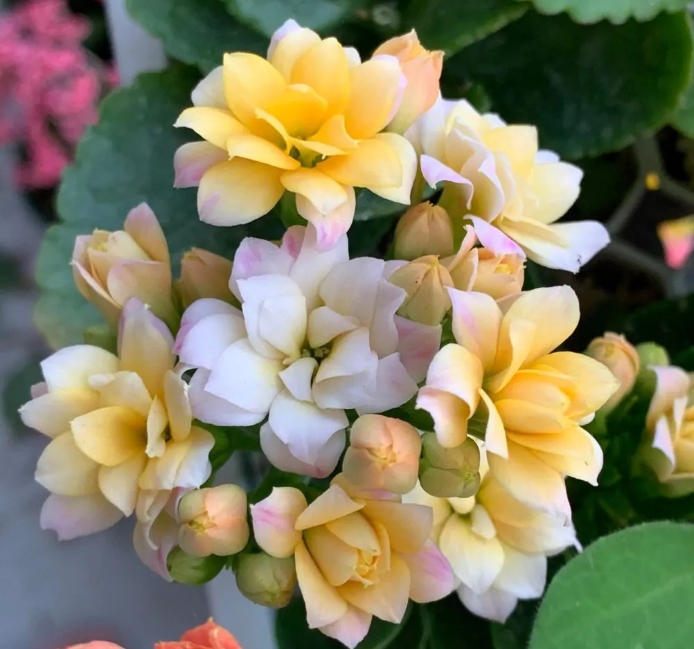 长寿花单瓣品种大全,长寿花100种颜色图片