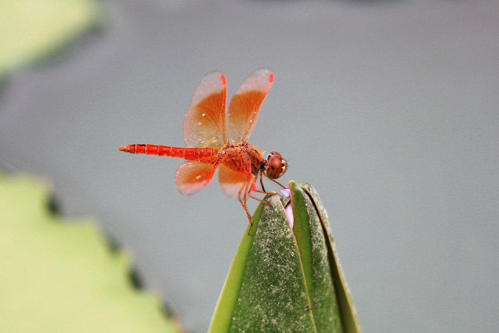 睡莲出淤泥而不染濯清涟而不妖,睡莲开了淤泥而不染