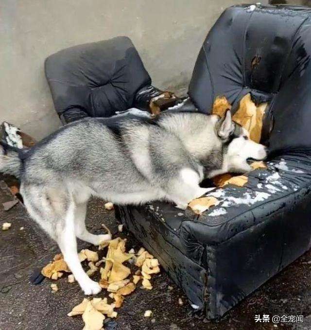 狗狗异食癖吃什么微量元素,狗狗异食癖是什么意思