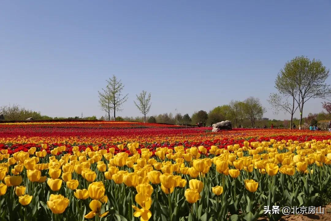房山区长阳公园郁金香花,房山长阳公园郁金香花开了吗
