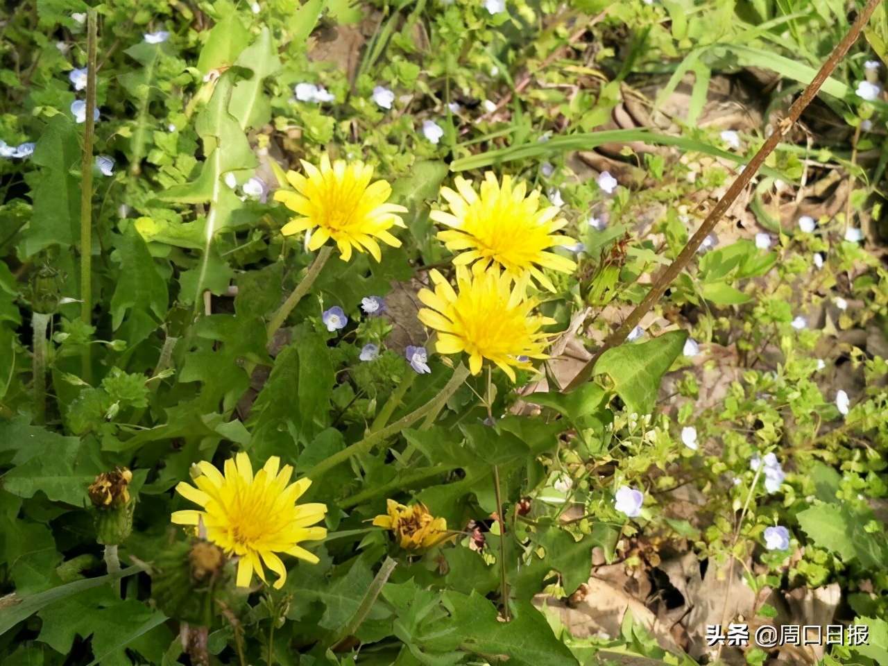「花言草语」会飞的蒲公英