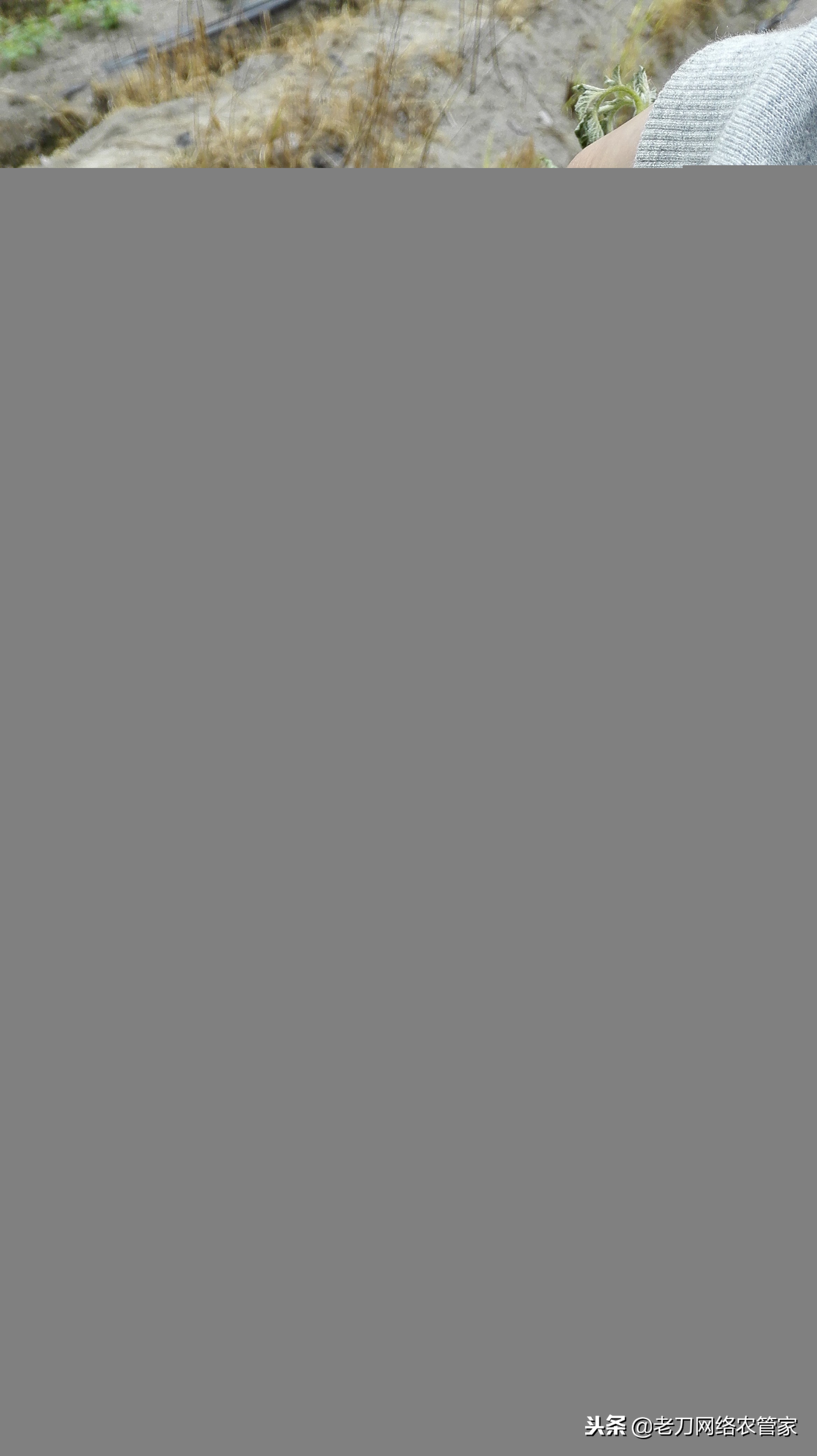 防治马铃薯晚疫病青枯病的特效药,马铃薯枯萎病的原因