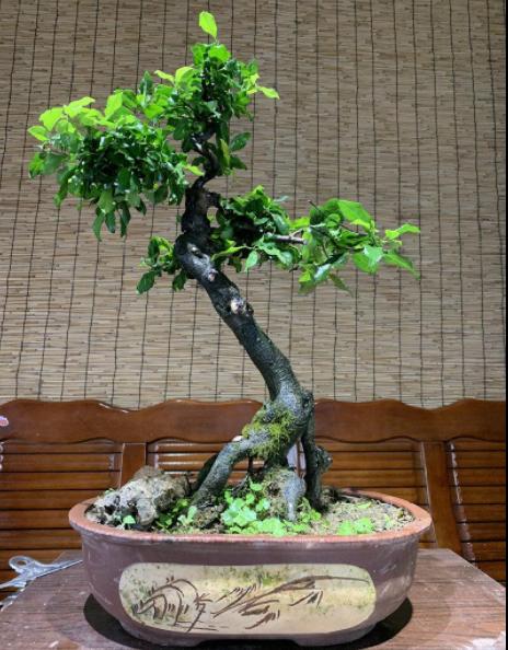 金弹子怎么控制发芽的位置,金弹子不发新芽怎么办