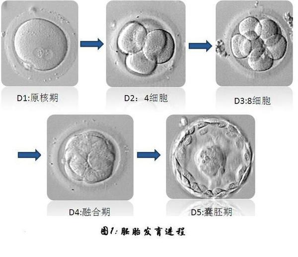 胚胎有碎片什么意思,胚胎碎片是不是由精子决定的