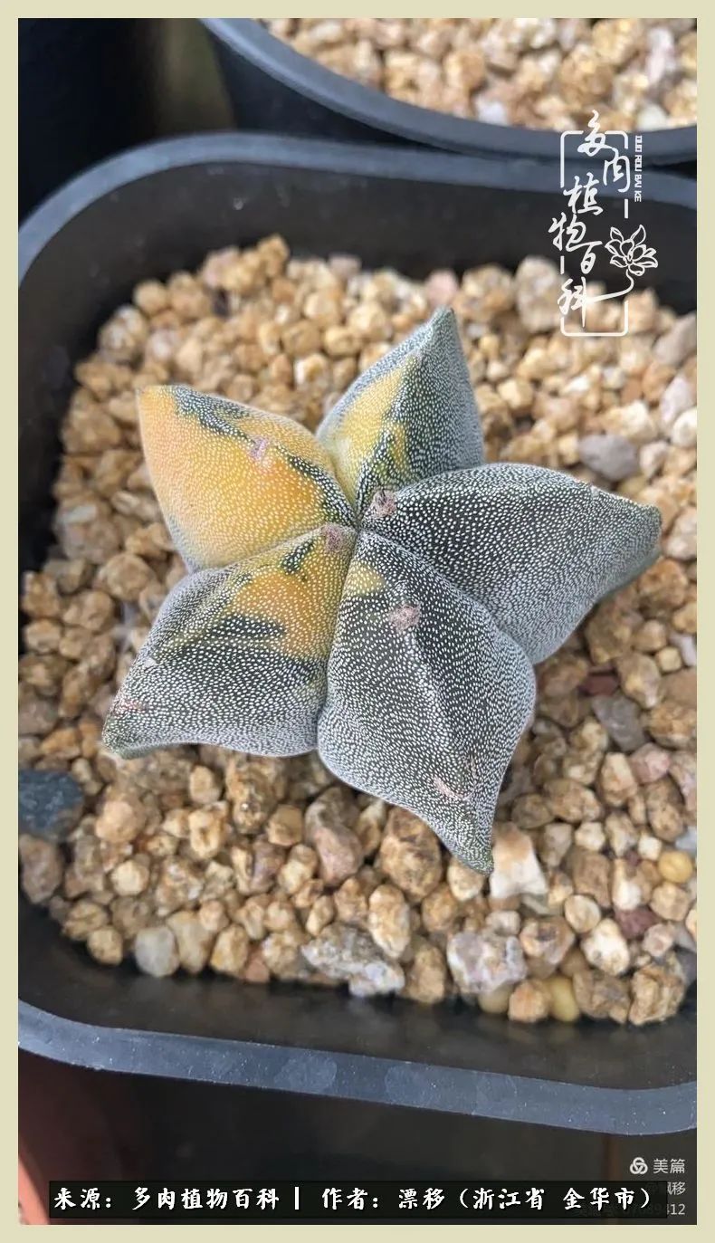 仙人球开花并散发着香味,仙人球花盛开吐露芬芳