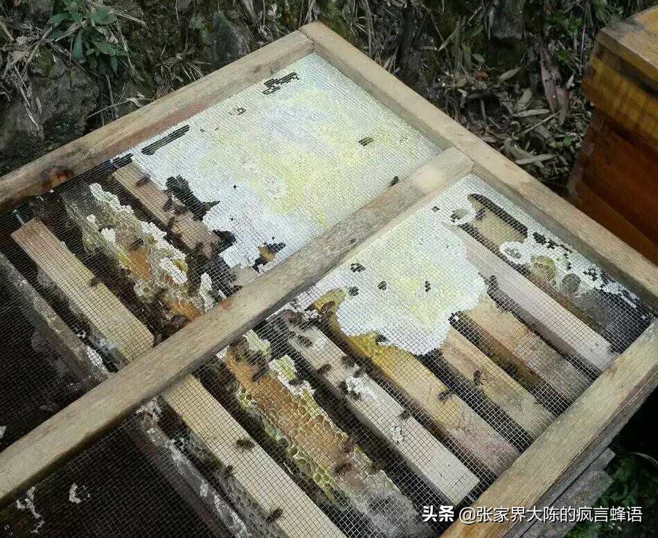 养中蜂为什么要用塑料纸做蜂布,中蜂夏天如何盖覆布