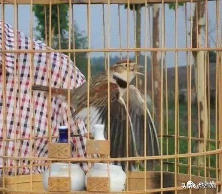 百灵鸟四季管理,百灵鸟的品种及图片