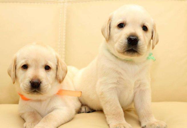 两只狗狗在一起总爱打架,两只狗狗刚相处怎么才不会打架