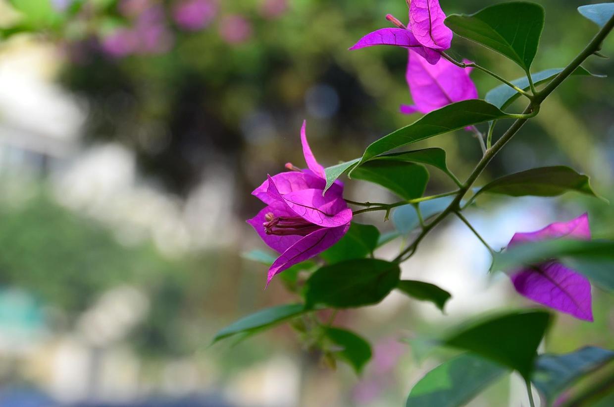 原来有的花没有花苞怎么办,花快开花了花苞会掉怎么办