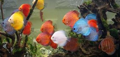 观赏鱼最怕得什么病该怎样补救,观赏鱼常见病症及应对措施